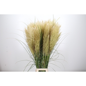 Cortaderia S Evita