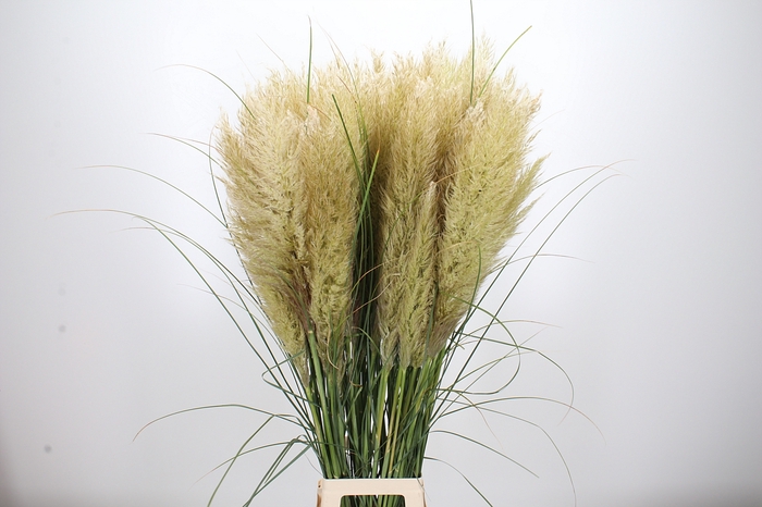 <h4>Cortaderia S Evita</h4>