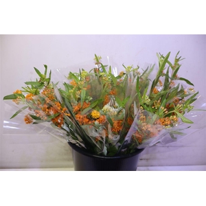 Ascl Tuberosa X5