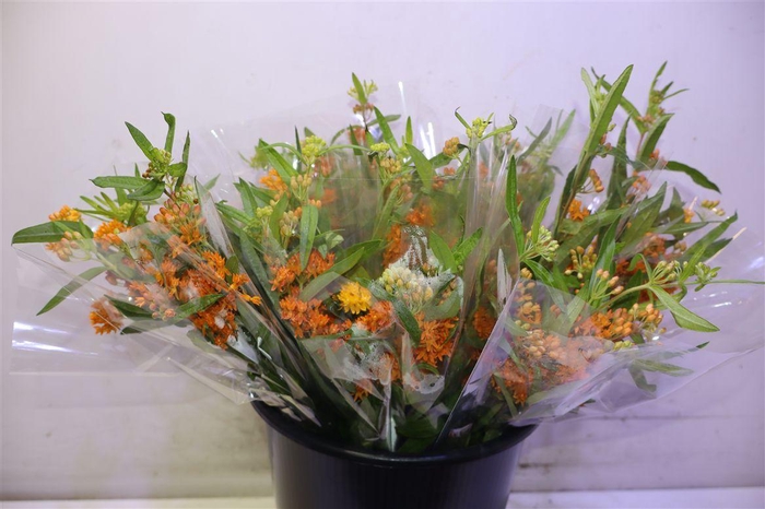 <h4>Ascl Tuberosa X5</h4>