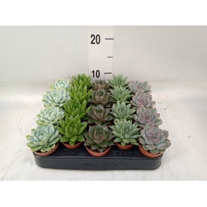 Echeveria   ...mix