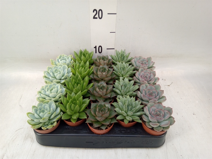 <h4>Echeveria   ...mix</h4>