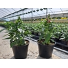 Antirrhinum majus overig