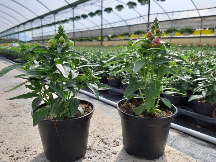 Antirrhinum majus overig