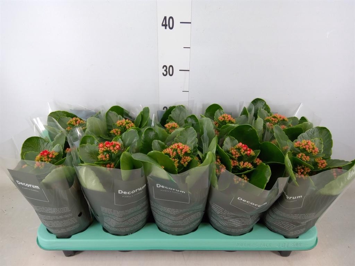 <h4>Kalanchoe blos. 'Secret'</h4>