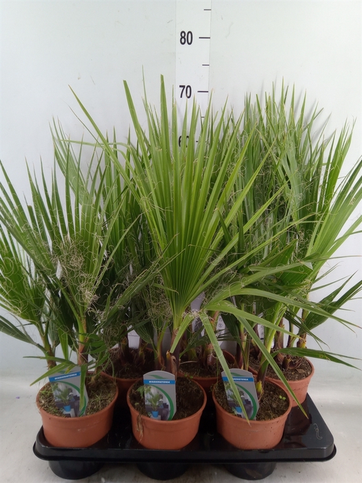 <h4>Washingtonia filifera</h4>