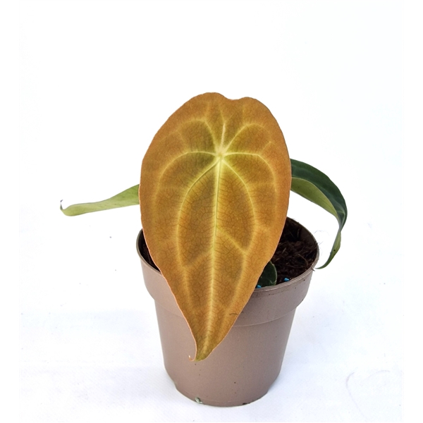<h4>Casa Botanica Anthurium Red Spider hybrid x Forgetii</h4>