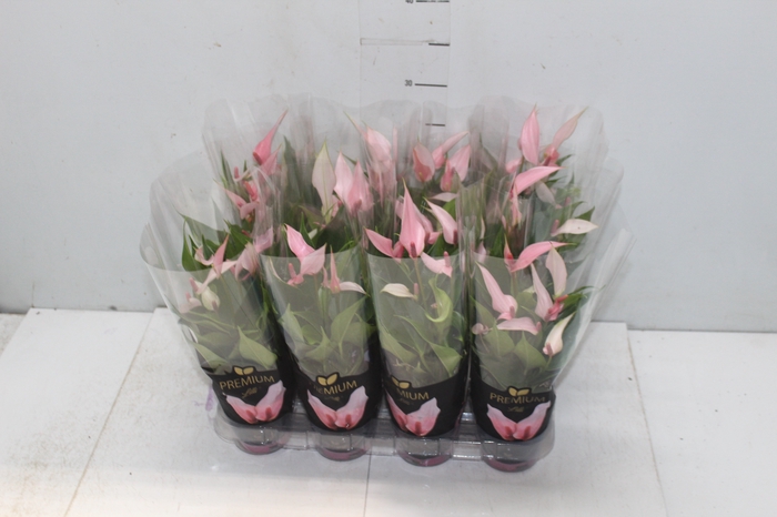 <h4>ANTHURIUM LILLI P09 PREMIUM</h4>