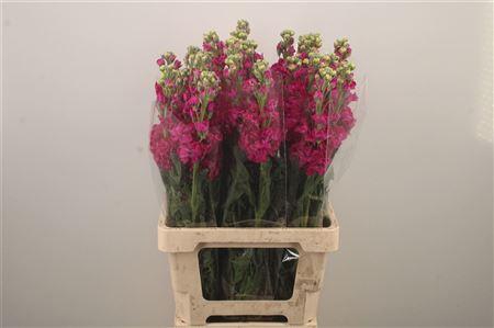 <h4>Matth Iron Red</h4>