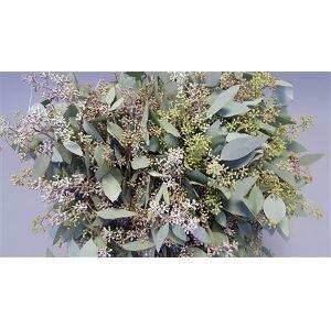 <h4>EUCALYPTUS POPULUS WITH BERRIES</h4>