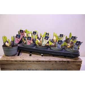 Hyacin Mult Gem 3 Kl