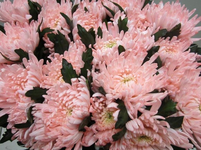 <h4>Chr G Topspin G Sweet Roosvice</h4>