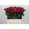 Paeonia Red Sarah
