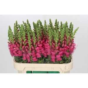Antirrhinum Avignon Rose