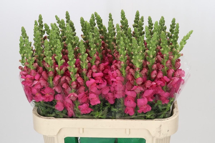 <h4>Antirrhinum Avignon Rose</h4>