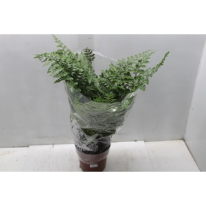 ASPLENIUM PARVATI P17