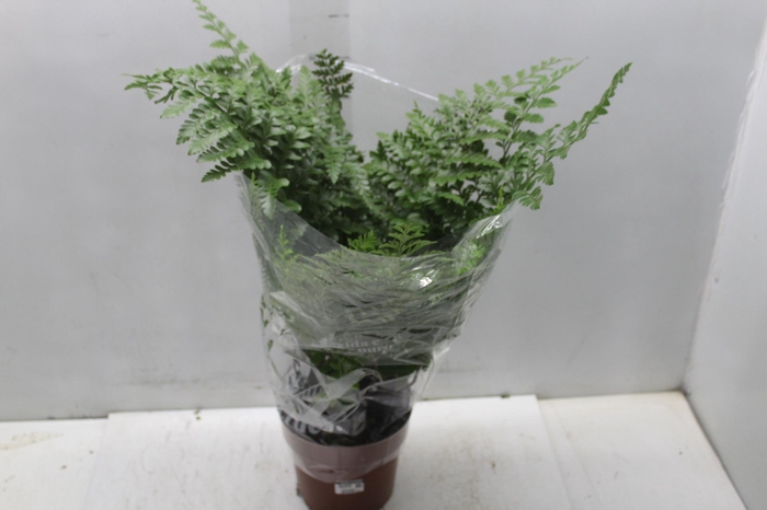 <h4>ASPLENIUM PARVATI P17</h4>