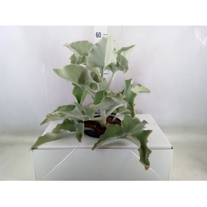 Kalanchoe NF beharensis