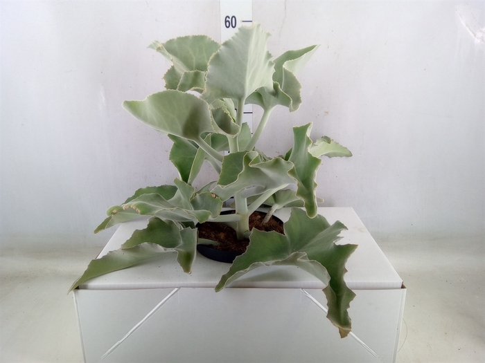 <h4>Kalanchoe NF beharensis</h4>