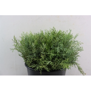 Cupressus Arizonica
