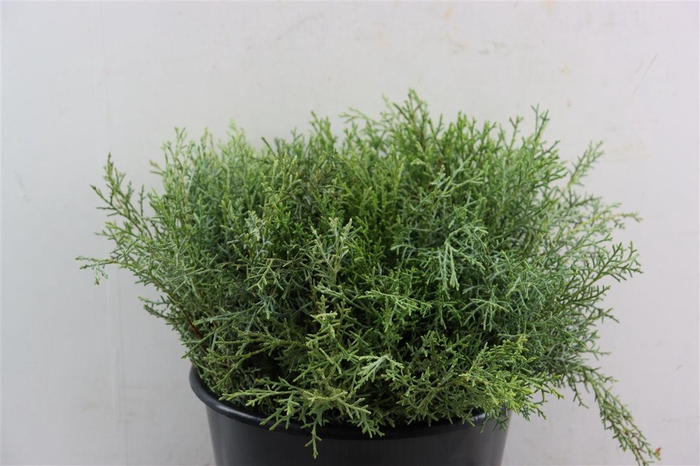 <h4>Cupressus Arizonica</h4>
