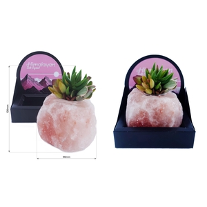 ARR SUCCULENTEN