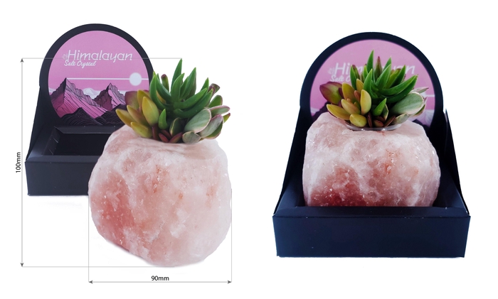 <h4>ARR SUCCULENTEN</h4>