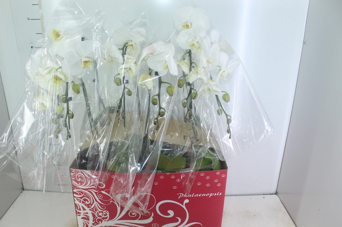 <h4>PHALAENOPSIS CASCATA ESPECIAL P15 BRANCO MIN 8 FLS</h4>