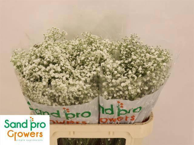 <h4>GYPS PA XLENCE</h4>