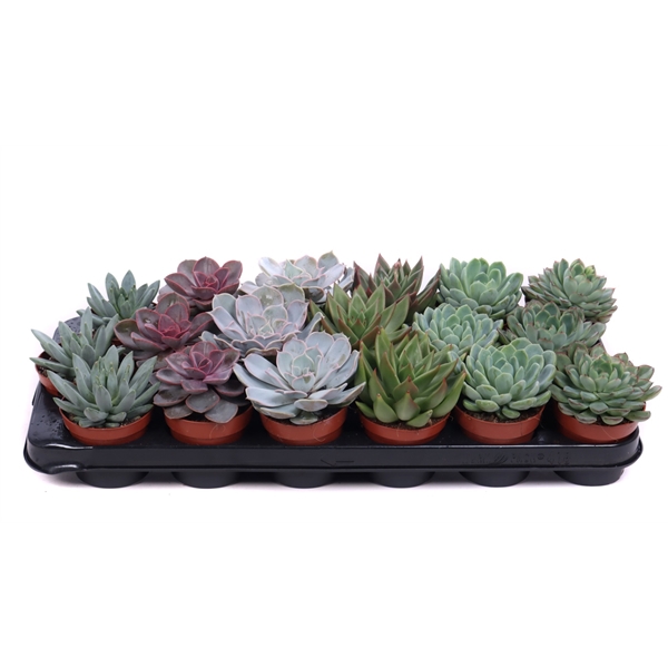 <h4>Echeveria mix 8,5 cm</h4>