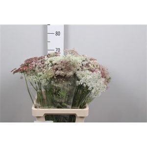 Daucus Carota Dara
