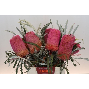 Banksia Speciosa Pink