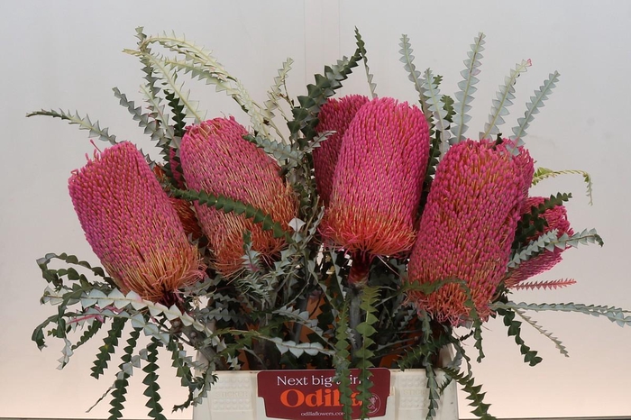 <h4>Banksia Speciosa Pink</h4>
