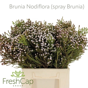 Brunia Nodiflora (spray Brunia)