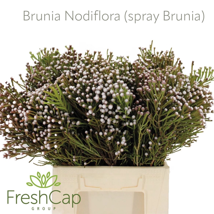 <h4>Brunia Nodiflora (spray Brunia)</h4>