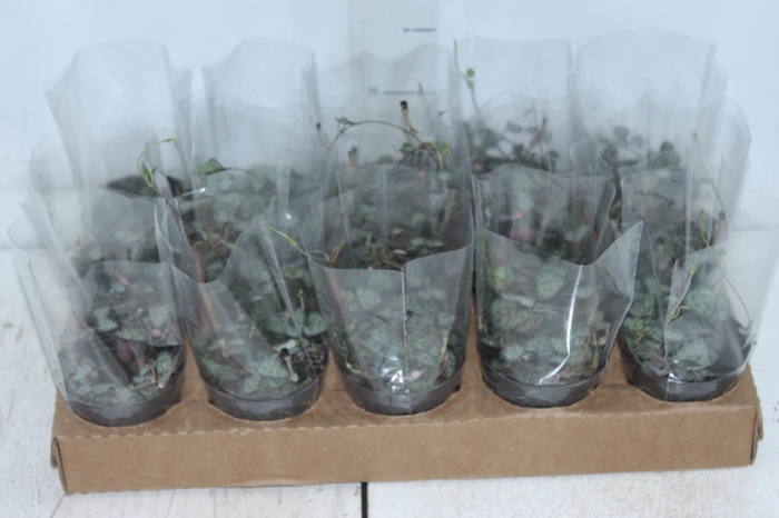 <h4>CEROPEGIA P09</h4>