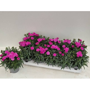 DIANTHUS PEMAN P12