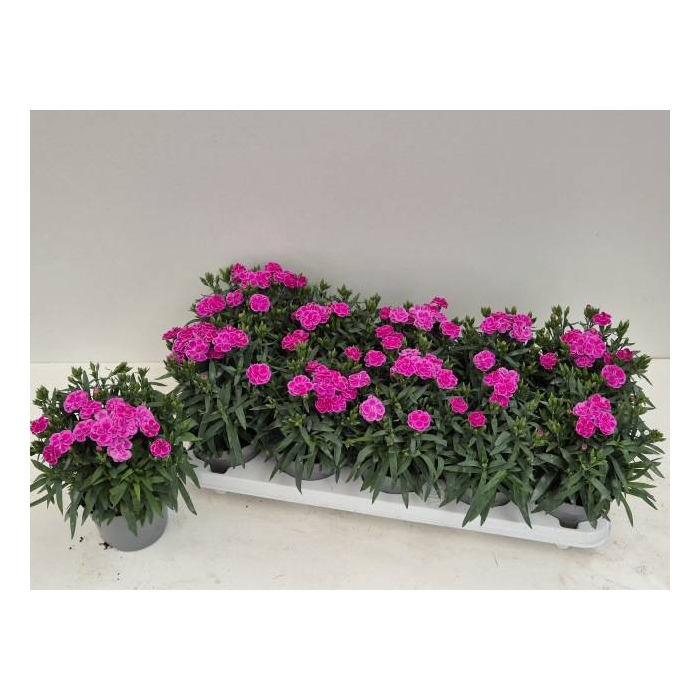 <h4>Dianthus car. Peman</h4>