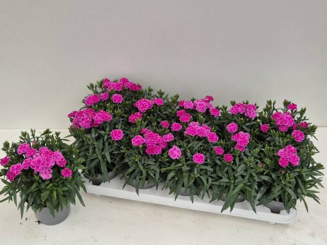 Dianthus car. Peman