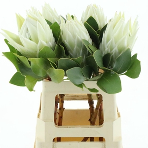 Protea Ayoba Arctic Ice X L