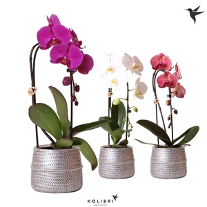 Kolibri Orchids Phalaenopsis Cascade Niagara Fall mix 1 spike in Groove pot silver