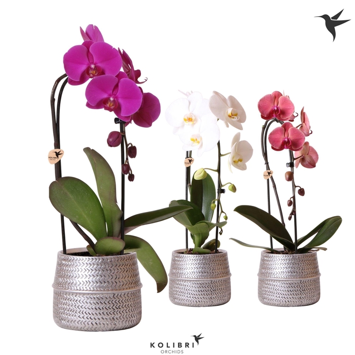 <h4>Kolibri Orchids Phalaenopsis Cascade Niagara Fall mix 1 spike in Groove pot silver</h4>