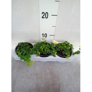 Planten Groen   ...L%