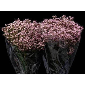 Limonium Light Pink