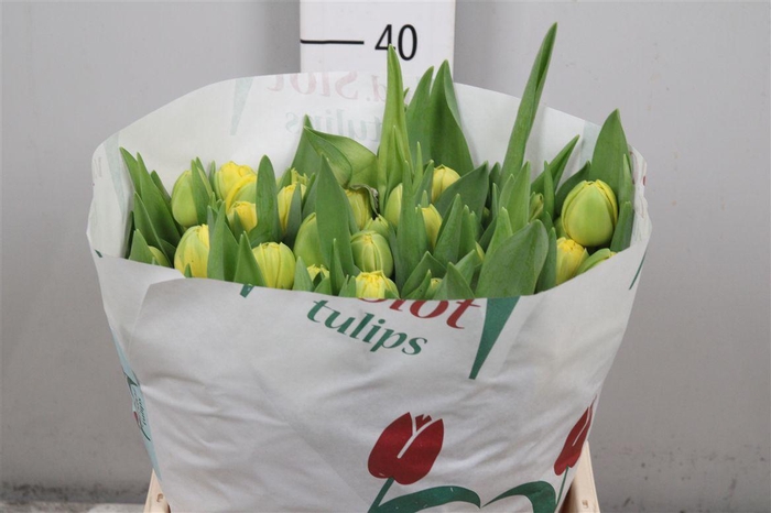 <h4>Tu Du Golden Jewel</h4>