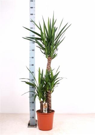 Yucca 90-45-20 Cm