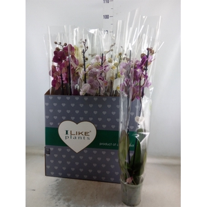 Phalaenopsis   ...mix