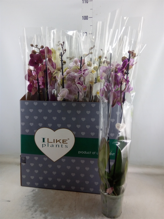 <h4>Phalaenopsis   ...mix</h4>