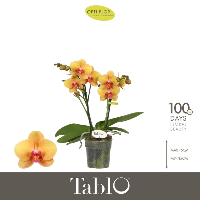 Phalaenopsis   ...orange