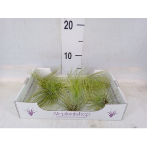 Tillandsia